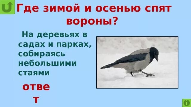 Где зимует ворон. Где спят вороны зимой. где спят птицы вороны. где вороня спят?.