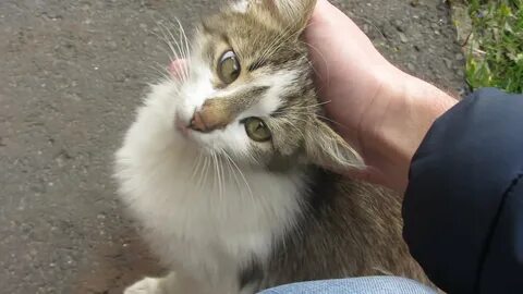Руки прочь от котика