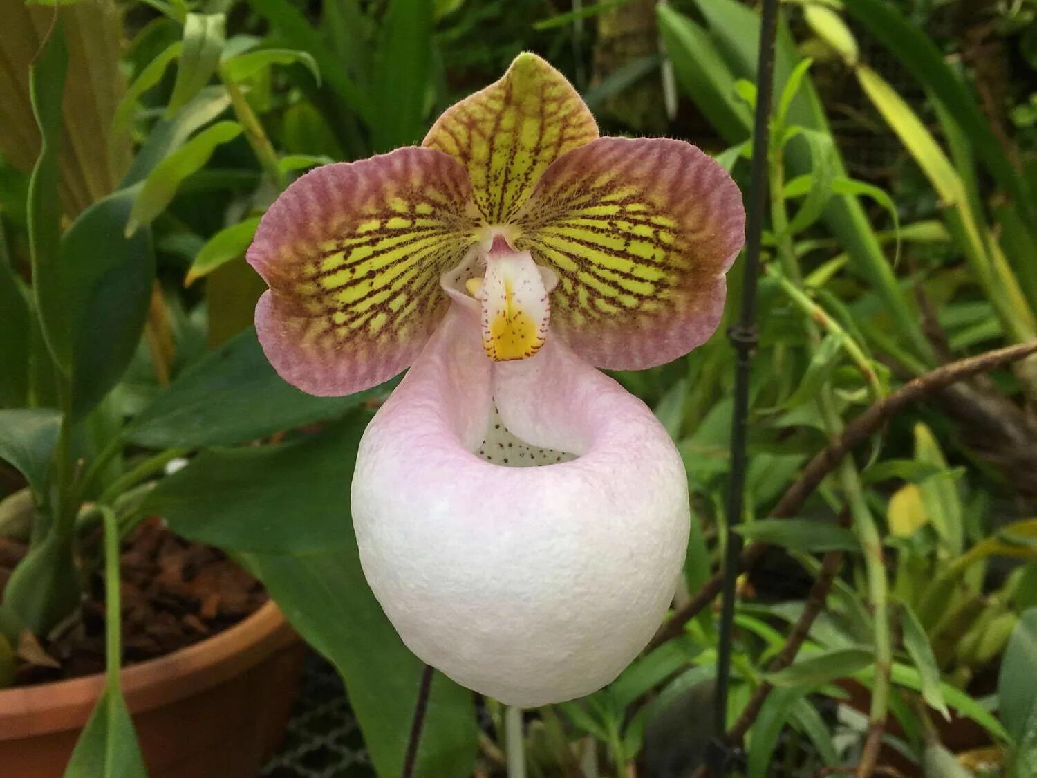 Фаленопсис phal. Фаленопсис like. Джей эм пи флауэрс орхидея. Орхидея pf-5009. Фаленопсис miki.