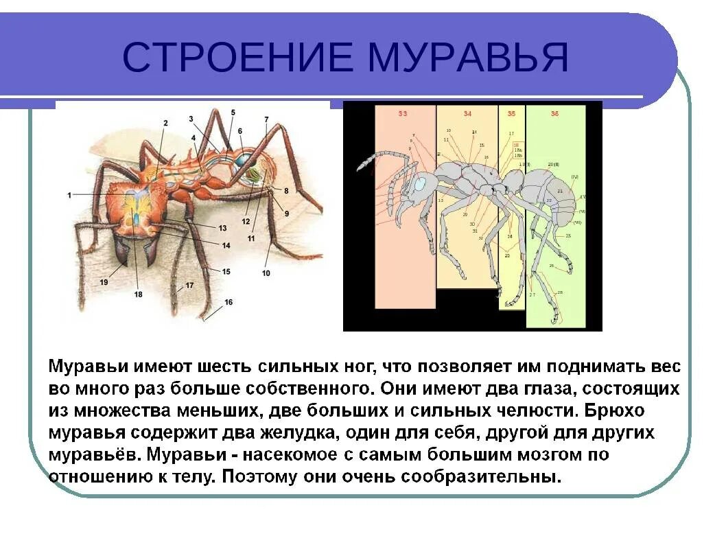Сложный глаз муравья. Общественные насекомые. Семья муравьев. Муравьи состоят из стекла. Фараоновые муравьи муравейник.