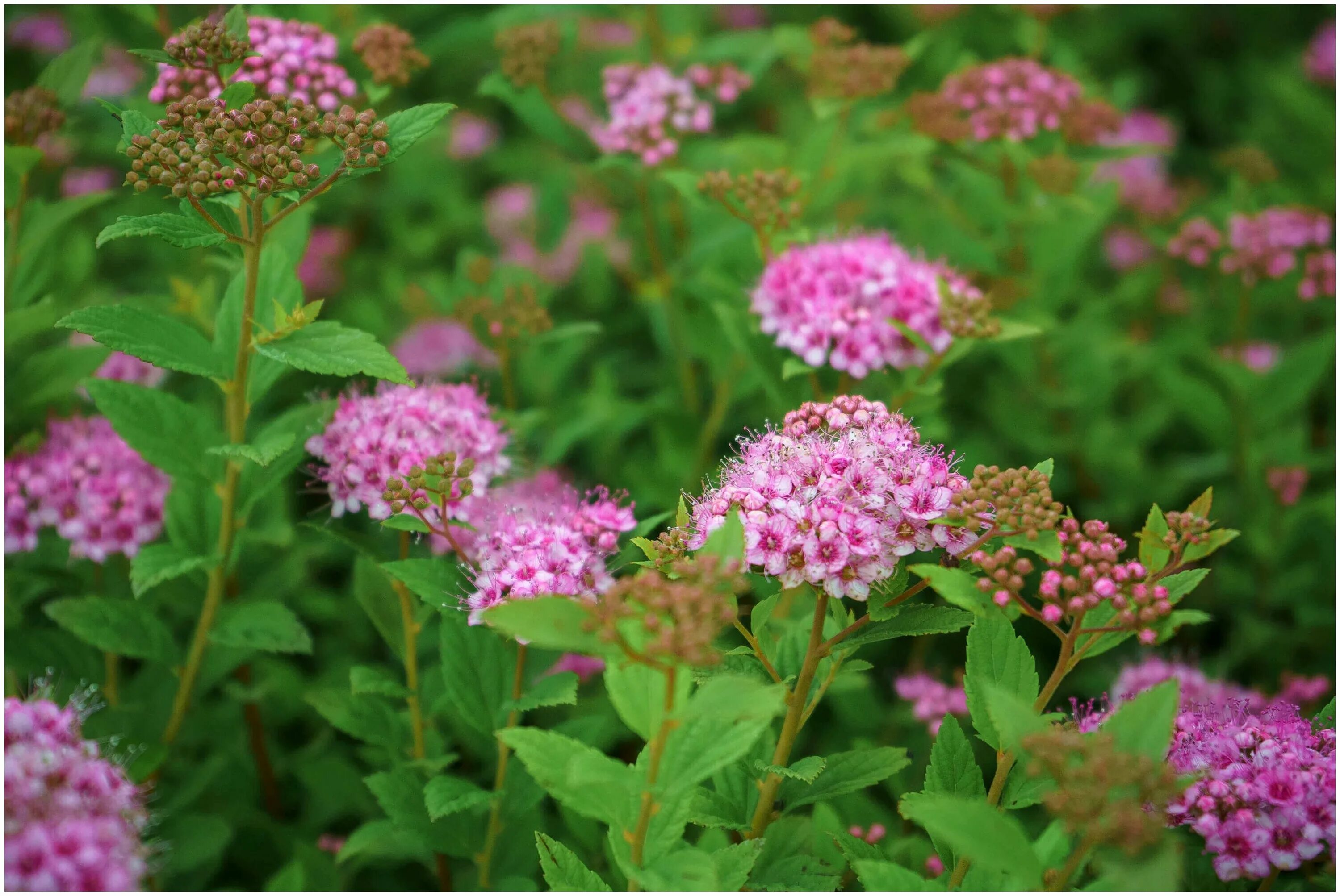 Спирея японская little Princess. Спирея японская little Spiraea japonica. Спирея японская Литтл принцесс. Спирея японская (Spiraea japonica `Goldflame`).