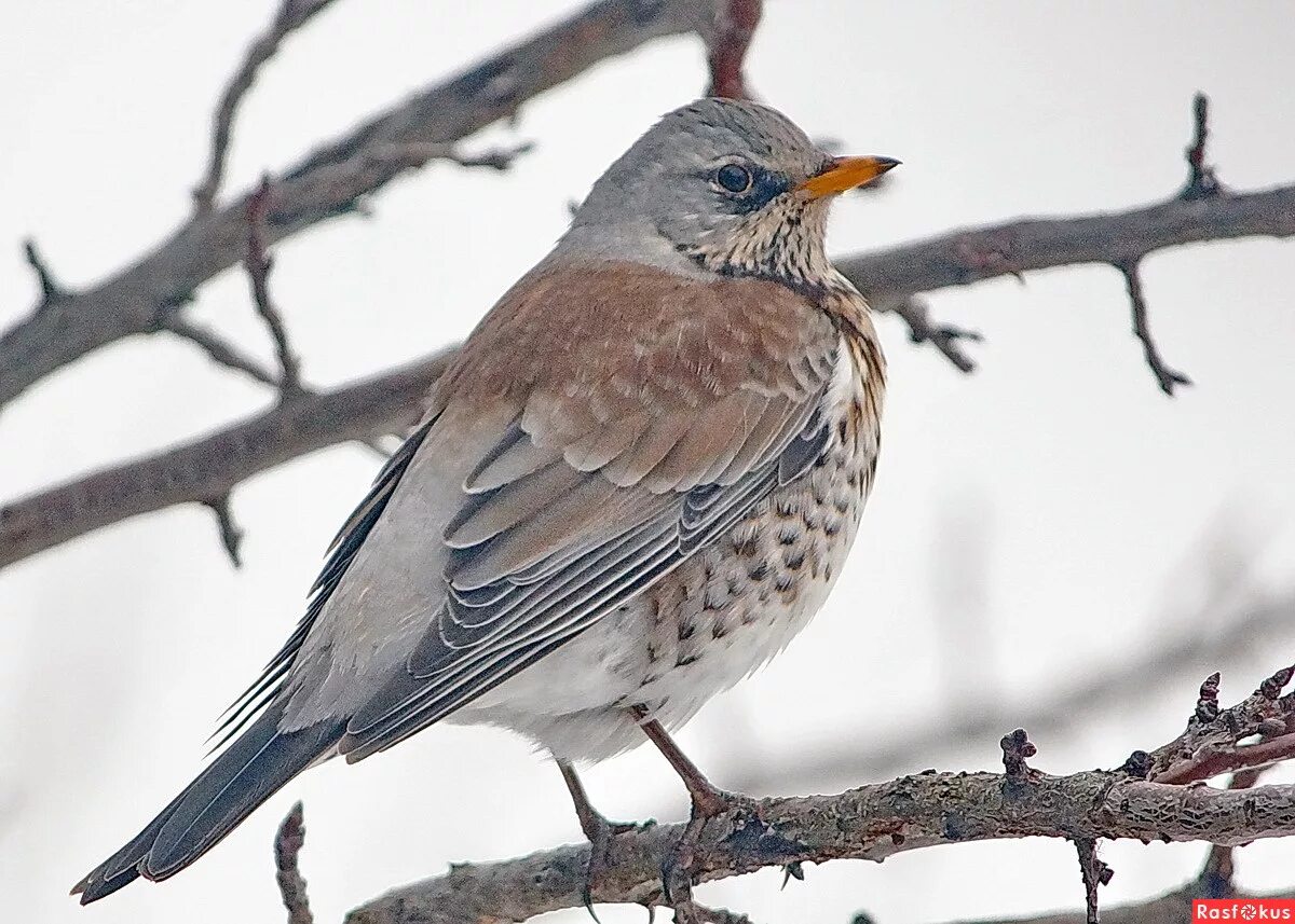 Дрозды прилетели в горно-алтайск. Когда прилетают дрозды. Деряба рябинник. Когда прилетают жаворонки весной. Дрозд птица оренбуржья.
