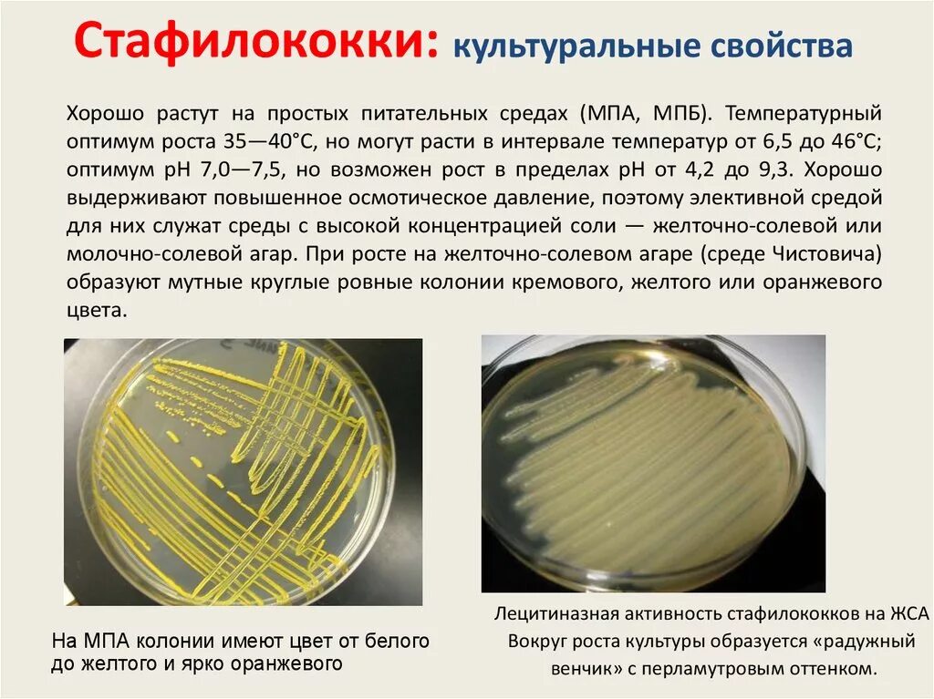 Бактерии в бескислородной среде. Золотистый стафилококк культуральные свойства. Staphylococcus aureus культуральные свойства. Стафилококк на ЖСА. Стафилококки на среде ЖСА.