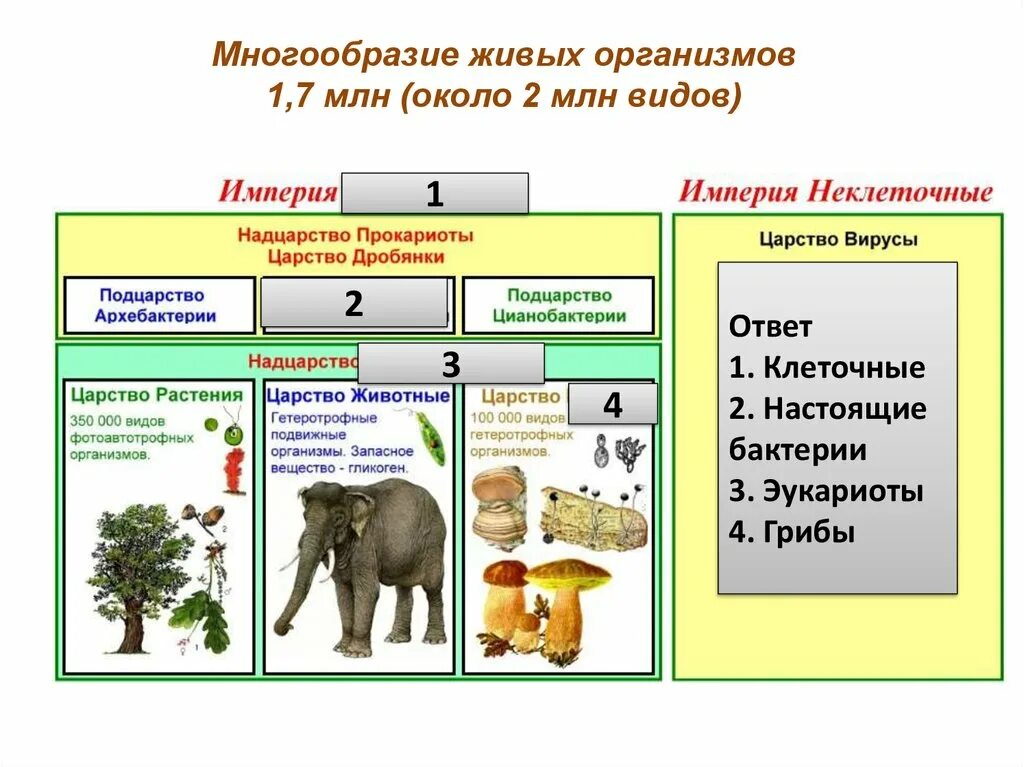 Разнообразие живых организмов таблица 9 класс. Разнообразие организмов. Многообразие живых организ. Разнообразие живых организмов и их классификация.