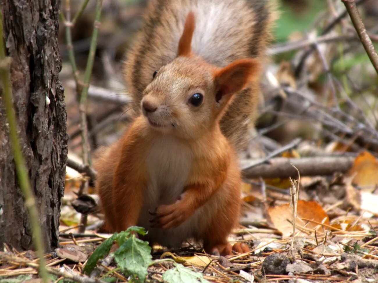 Мелкая белка. Кистеухая белка. Семейство беличьи (Sciuridae),. Лесные звери. Бельчонок.
