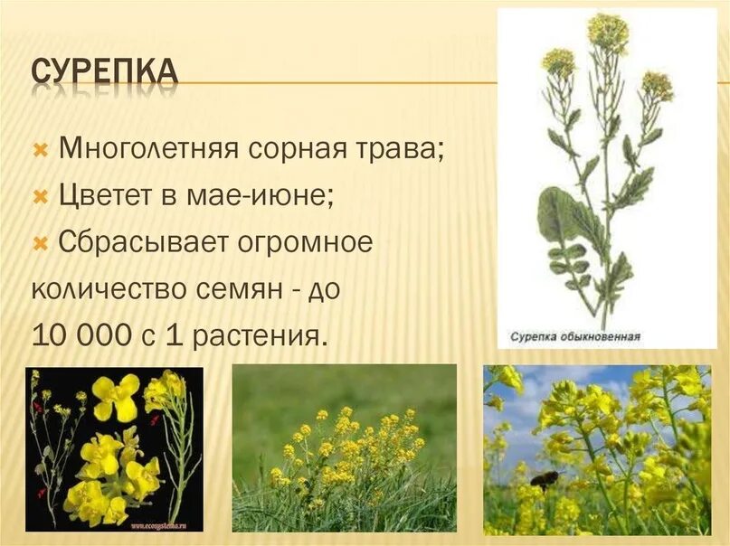 Сурепка полевая. Трава сурепка. Лесная сурепка. Сурепка обыкновенная сорняк. Сурепка описание.