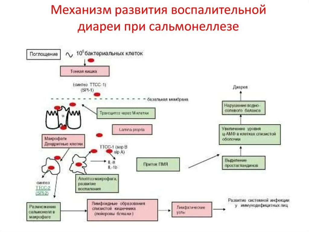 Патогенез сальмонеллеза схема. Патогенез диареи при сальмонеллезе. Механизм диарейного синдрома при сальмонеллезе. Патогенез диарейного синдрома при сальмонеллезе. Механизм сальмонеллеза