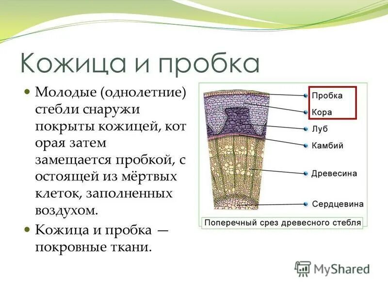 Особенности строения органа стебель