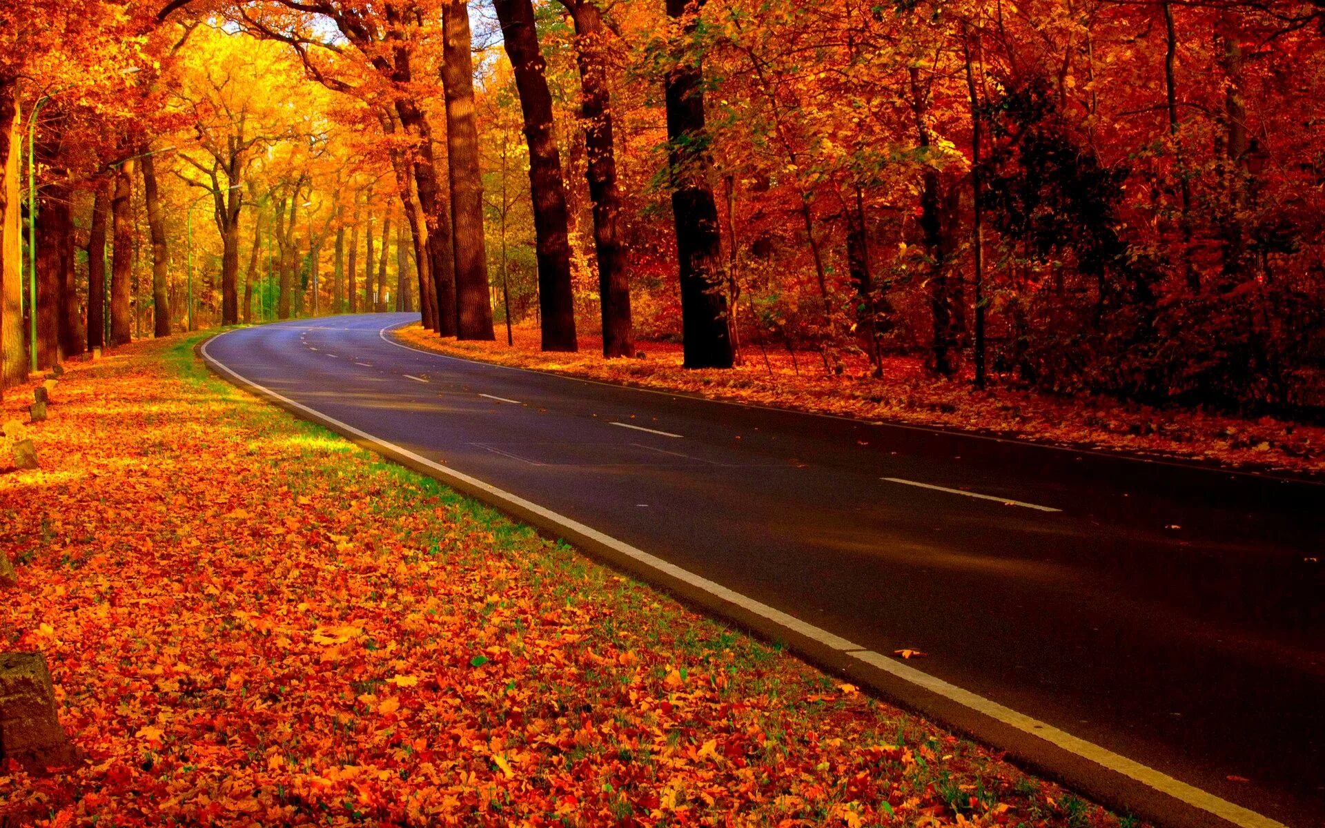 Осенняя дорога. Дорога в осень. Осенняя дорога в лесу. Осенние обои.