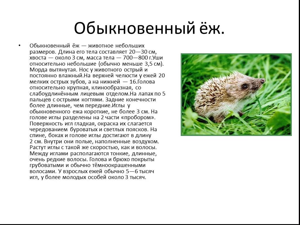 Описание ежа 2 класс. Черты приспособленности ежа обыкновенного. описание ежа. краткое описание ежа. сообщение о ежике.