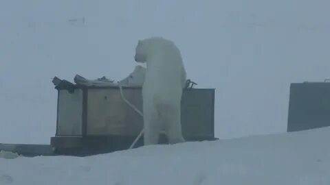 Новая земля бела