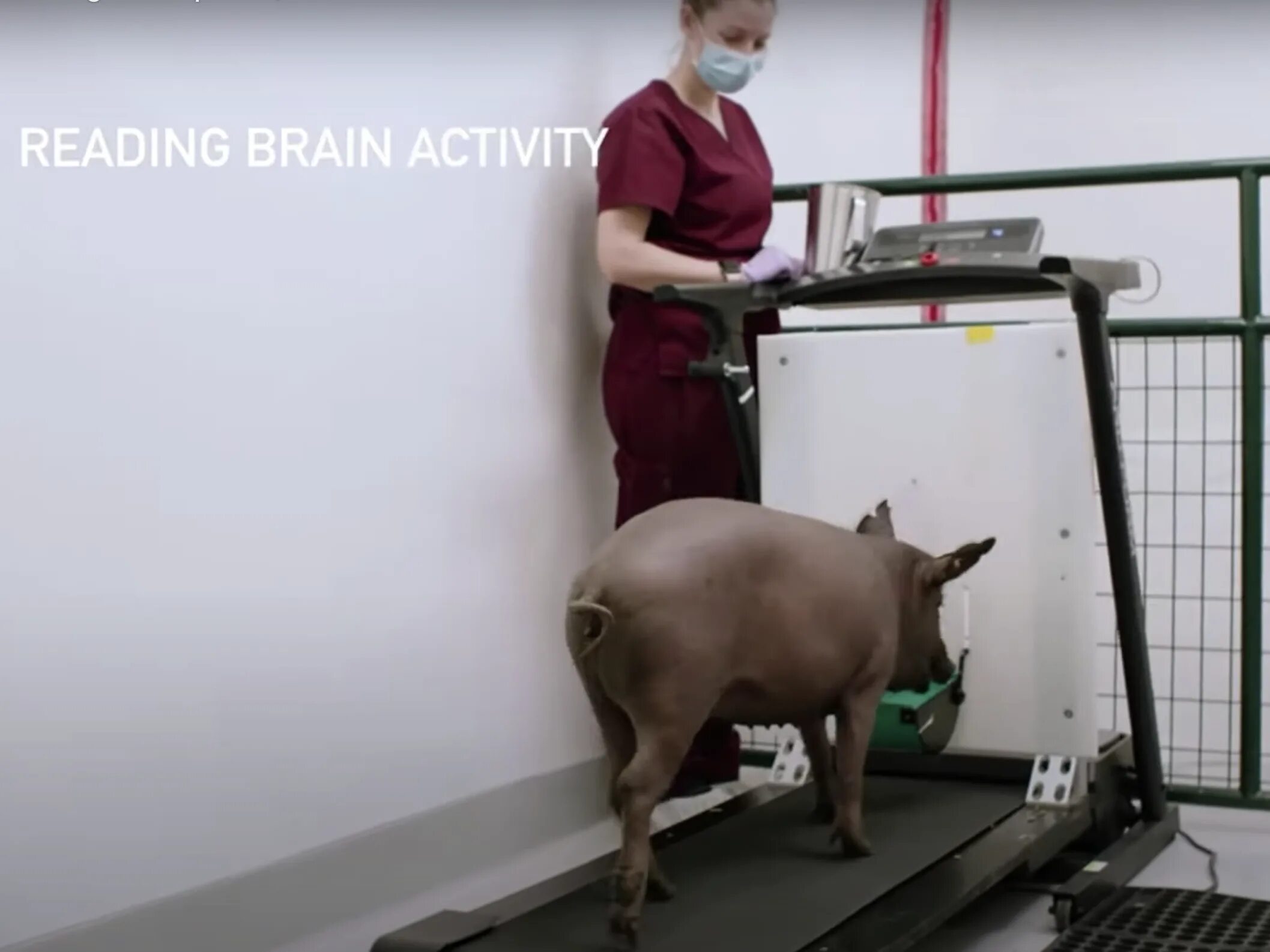 Свинья с имплантированным чипом. Чип Нейролинк на свиньях.
