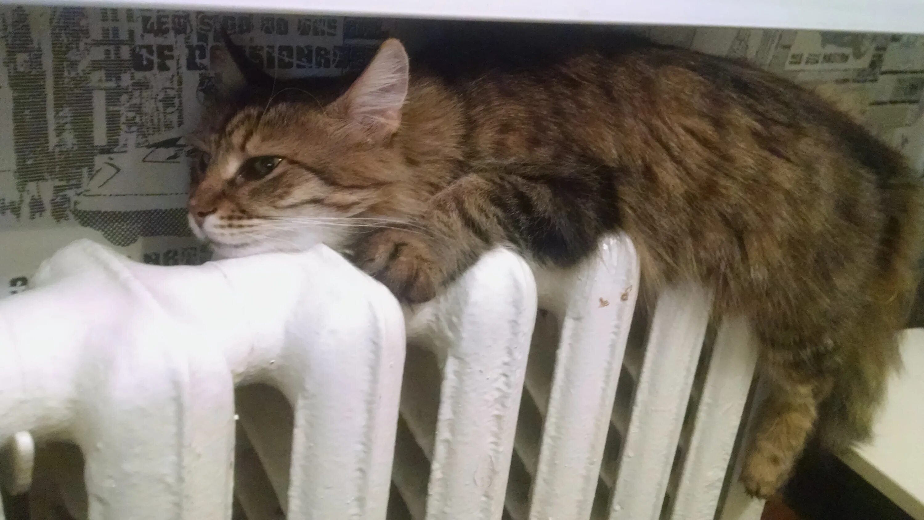 Поближе к батарее. Кот на батарее. котик на батарее. котенок на батарее. кошка на батарее картинки.