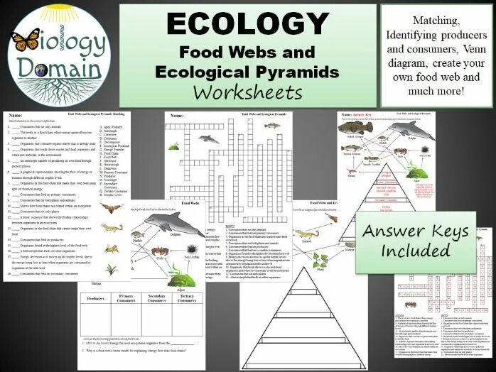 Questions about ecology. Ecology worksheets. pyramid of numbers for food chain. food pyramid worksheet. complete algebraic pyramid worksheets 7.