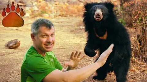 Chris Kratt stand off with sloth bear.