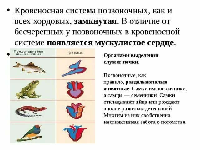 Земноводные строение кровеносной системы сходство и различия. Эволюция кровеносной системы у животных. Эволюция кровеносной системы позвоночных животных. Строение сердца хордовых. Эволюция кровеносной системы хордовых.