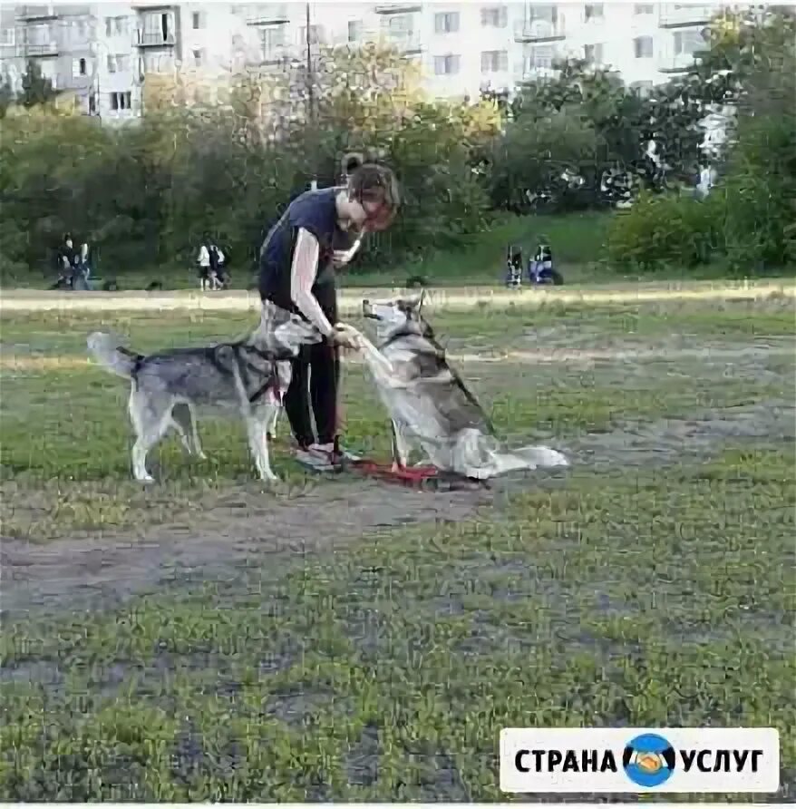 Выгульщики собак Москва. Выгуливать собак Борисоглебск для 12 лет. Выгул собак за деньги в Москве подработка.