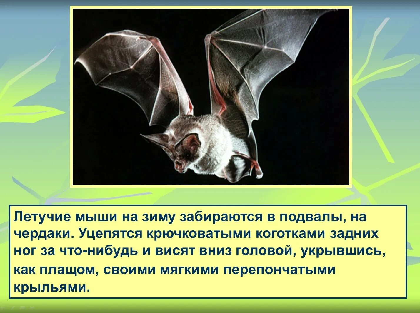 Какой тип сенсорной системы используют летучие мыши. Летучая мышь для презентации. летучая мышь доклад. летучая мышь описание. рассказ о летучей мыши.
