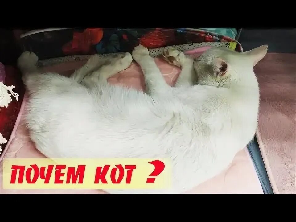 Почем кот. Почем кот