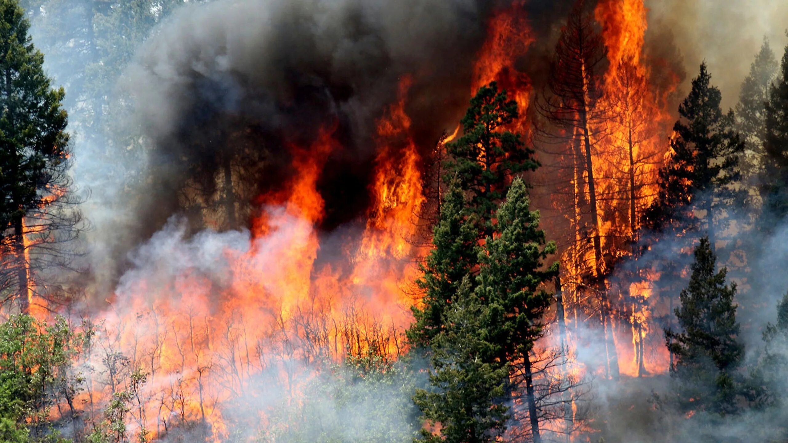 Горящий лес. Крупные лесные пожары. Пожары в лесах. Верховой лесной пожар. Пожары в лесной местности.