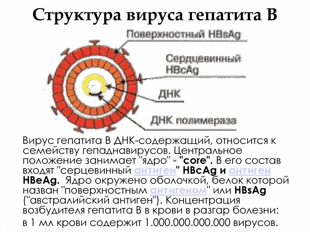 Строение вирусной частицы гепатита в. Структурные компоненты вируса гепатита в. Строение вируса гепатита в антигены. Структура гепатита с.