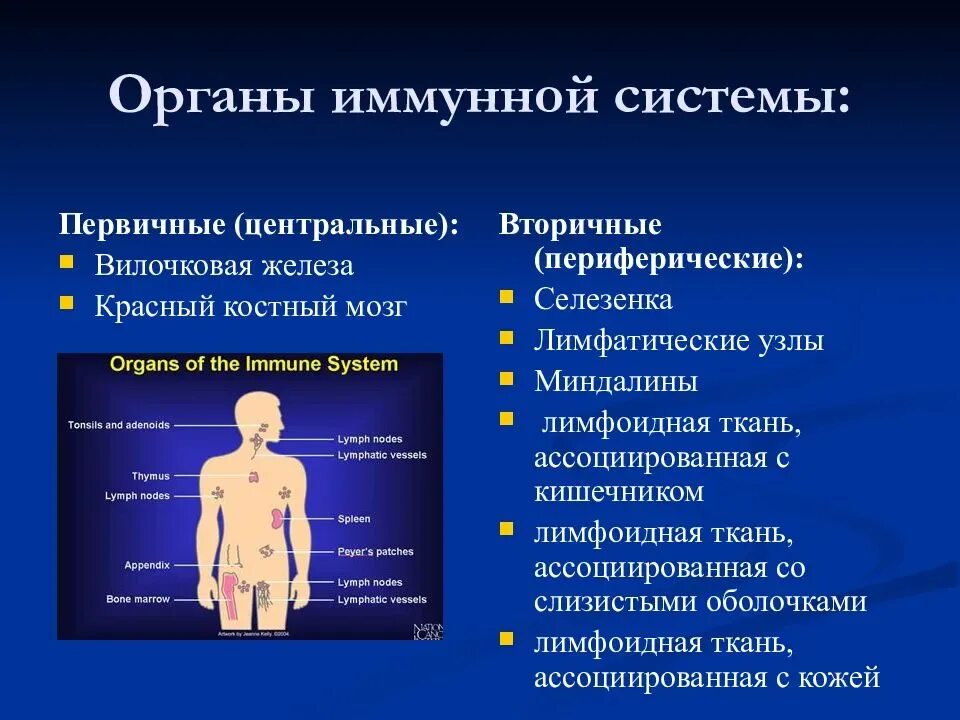 Иммунная составляющая. Патология иммунной системы. Нарушение иммунной системы человека. Иммунитет органы иммунной системы. Структура органов иммунной системы.