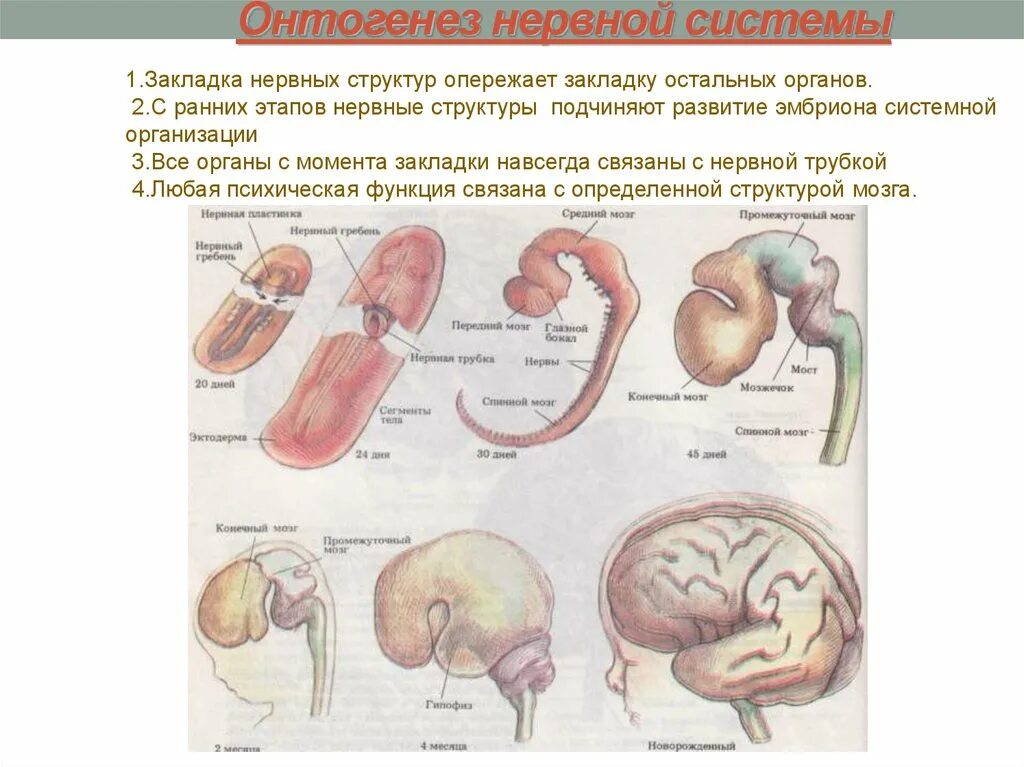 Основные этапы онтогенеза центральной нервной системы человека. Онтогенез нервной системы стадии развития. Онтогенез нервной системы (3 мозгового пузыря, 5 мозговых пузырей).. Основные этапы онтогенеза нервной системы схема. Онтогенез книги
