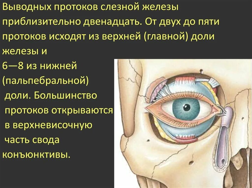 Протоки слезной железы анатомия. Слезная железа и слезный мешок. Закупорка протока слезной железы. Слезная железа находится