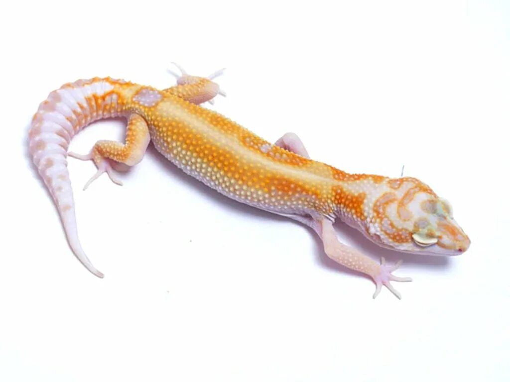 White yellow. Тремпер Танжерин. Эублефар White and Yellow Tremper Albino. Tangerine het Tremper Albino. Эублефар White and Yellow Tangerine.