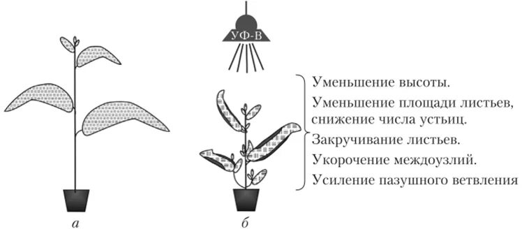 Красный ультрафиолет. Растение поглощает спектр света. Влияние ультрафиолета на растения. Радиоактивные изотопы в сельском хозяйстве. Влияние уф на растения.