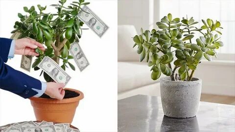 Money tree plant