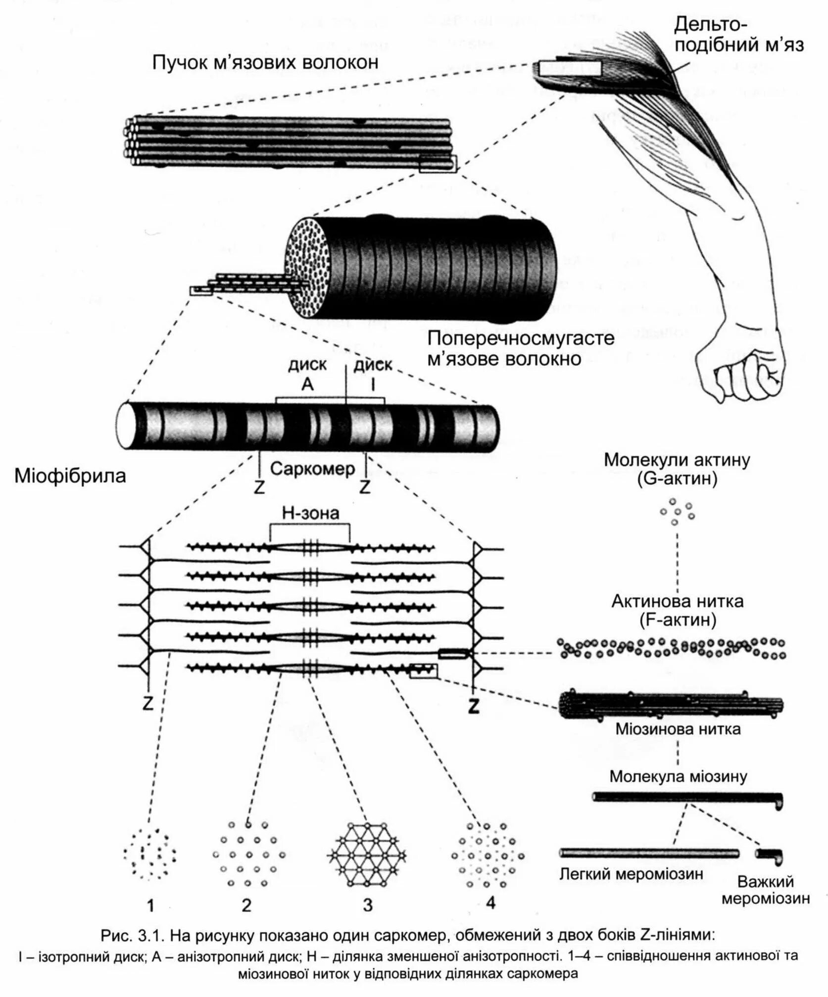 Схема мышечного волокна. Строение саркомера мышечного волокна. Сократительный аппарат мышечного волокна. Сократительный аппарат скелетной мышцы. Мембрана мышечного волокна
