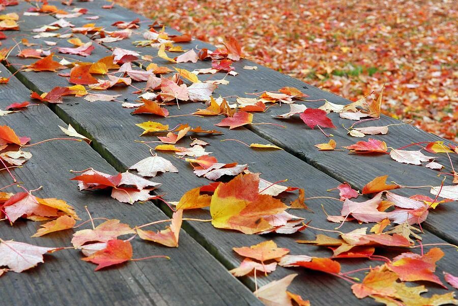 Осенние листья. Листья на асфальте. Опавшая листва. Листья на земле. Падают листья и устилают землю