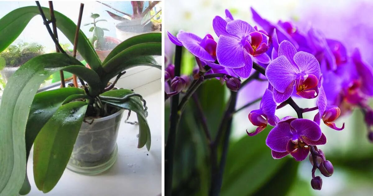 Орхидея после цветения уход в домашних условиях. Орхидея фаленопсис Alabaster. Орхидея Дендробиум фаленопсис детка. Орхидея фаленопсис цветение.