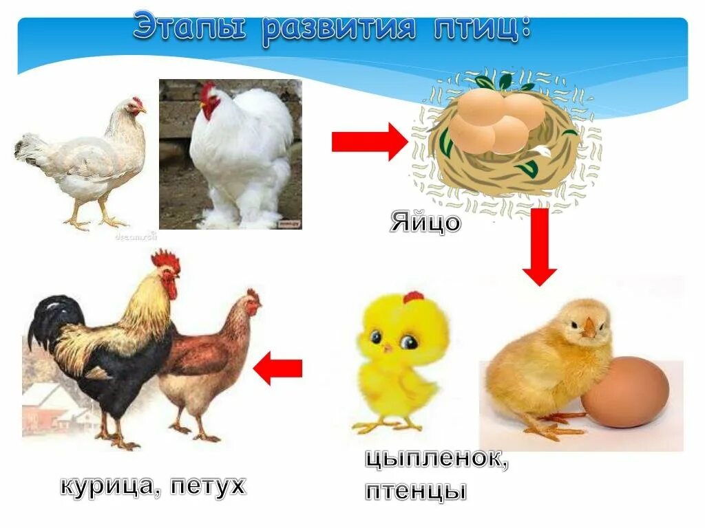 Этапы развития птиц. Развитие птиц схема. Цепочка развития птиц. Стадии развития птиц.