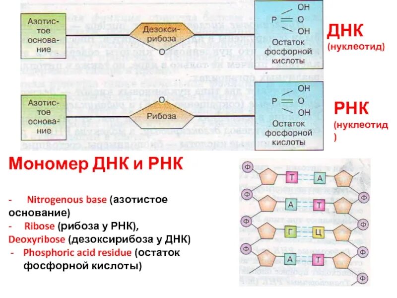 Днк какой мономер