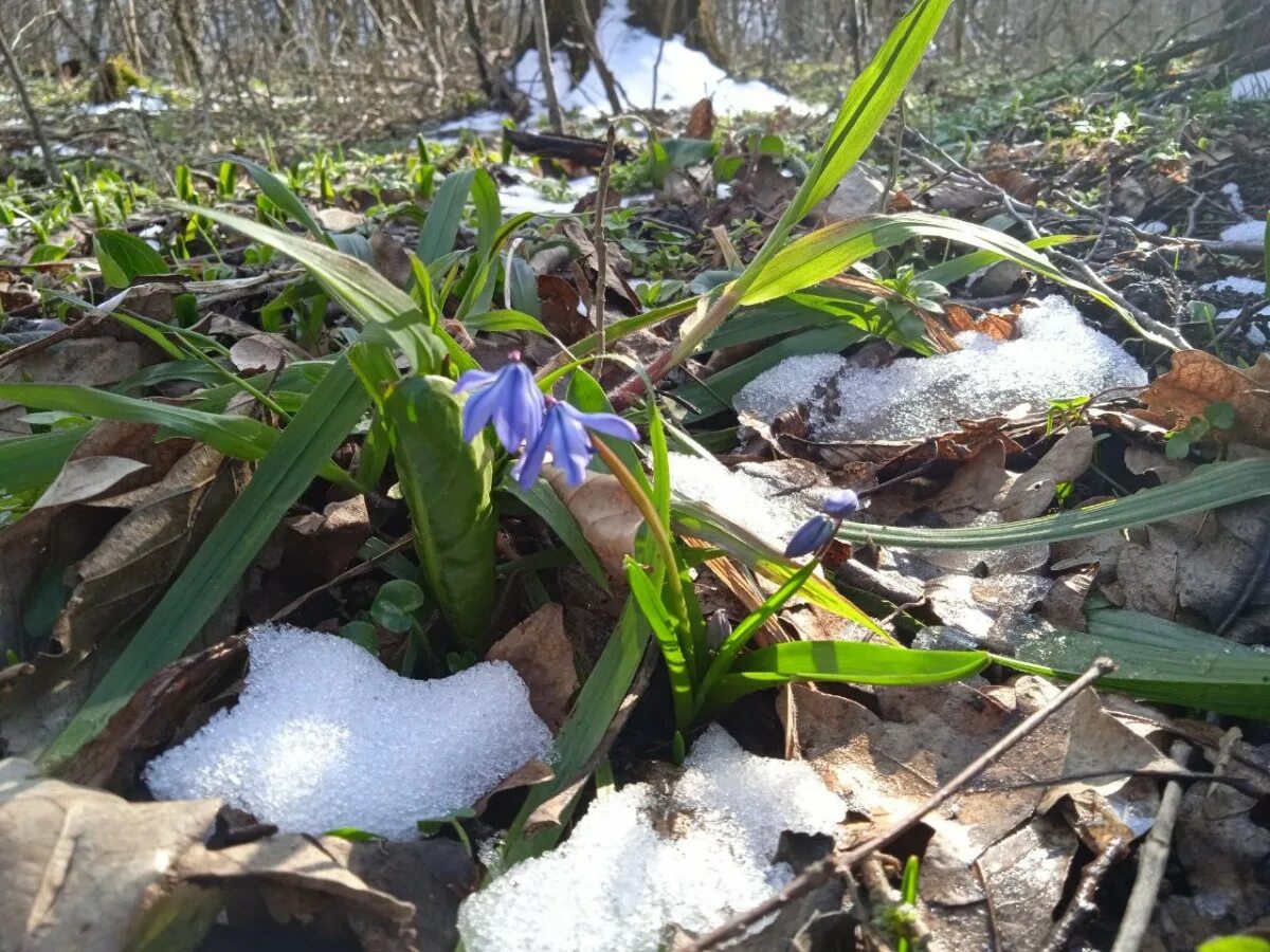 Когда придет весеннее тепло. Весеннее тепло. 7 Апреля Благовещение Пресвятой Богородицы приметы.