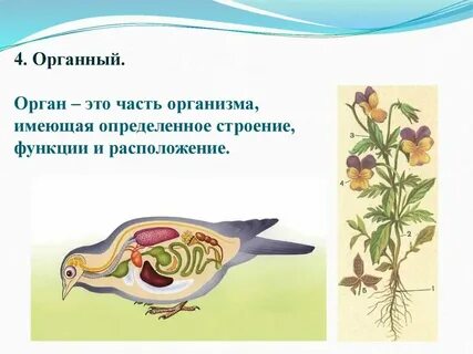 Орган что это биология