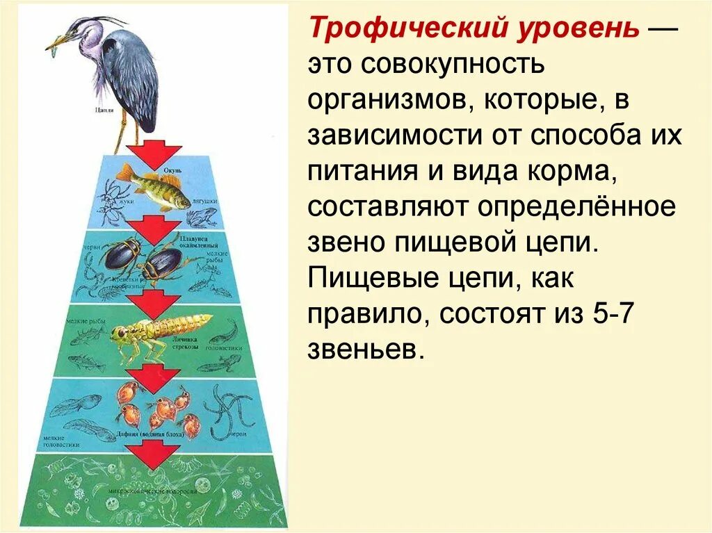 Пищевая цепь из 4 5 звеньев. Трофические уровни пищевой цепи. Цепь питания из 5 звеньев 5. Трофическая цепочка питания. Трофические уровни организмов.