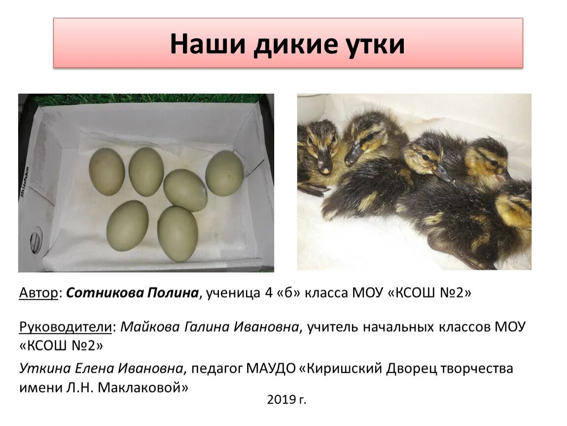 Сколько часов в утках