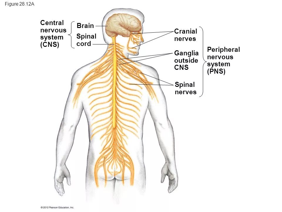Ребенку 7 лет нервная система. The spinal nervous system. нервная система человека на белом. spinal cranial nerves. центральная нервная система раскраска.