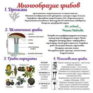 Таблица грибы 7 класс биология