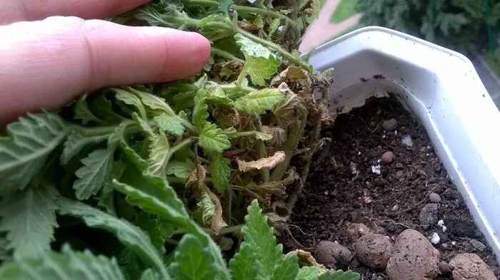 Почему сохнут листья у вербены. Почему сохнут листья у вербены. Мучнистая роса на вербене. Хлороз королевской пеларгонии. Вербена.