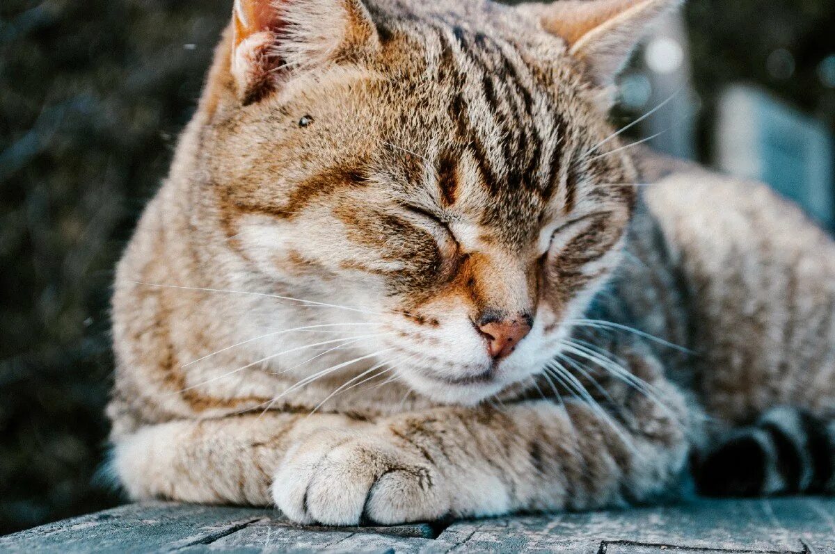 Скучающий кот. Кот скучает. коту скучно. скука кот. коты близоруки.