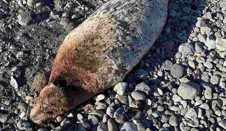 Гибель рыбы у берегов японии. Экологическая катастрофа на камчатке 2025. массовая гибель морских животных на камчатке (2025). катастрофа на камчатке 2025. экологическая катастрофа 2025 камчатки камчатка.