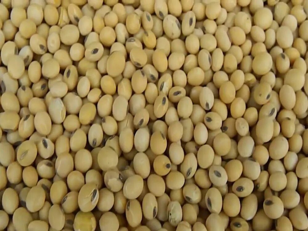 Сои вики. Соевые семена. Соя арлета. Соя сибниик 315. Соя.