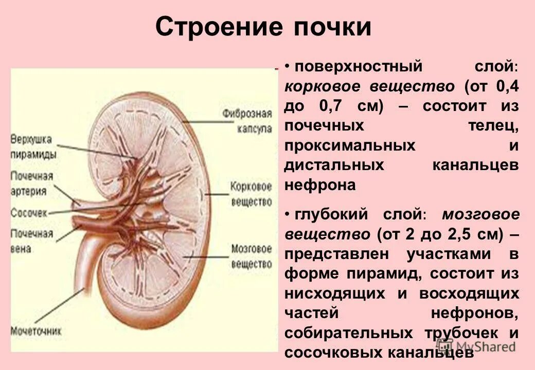 Какие слои почки