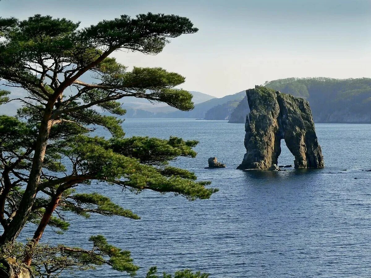 Лежбище сивучей камчатка. Русский дальний восток. Дальний восток дальний восток. Русский дальний восток. Бухта северная приморский край.