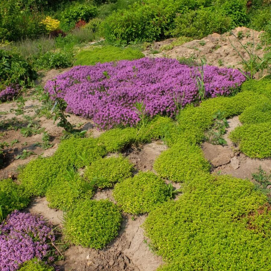 Фото и названия ландшафтных растений. Тимьян ползучий (Thymus serpyllum). Тимьян ползучий Magic Carpet. Тимьян ползучий "Мэйджик карпет. Вечнозеленые почвопокровные многолетники.