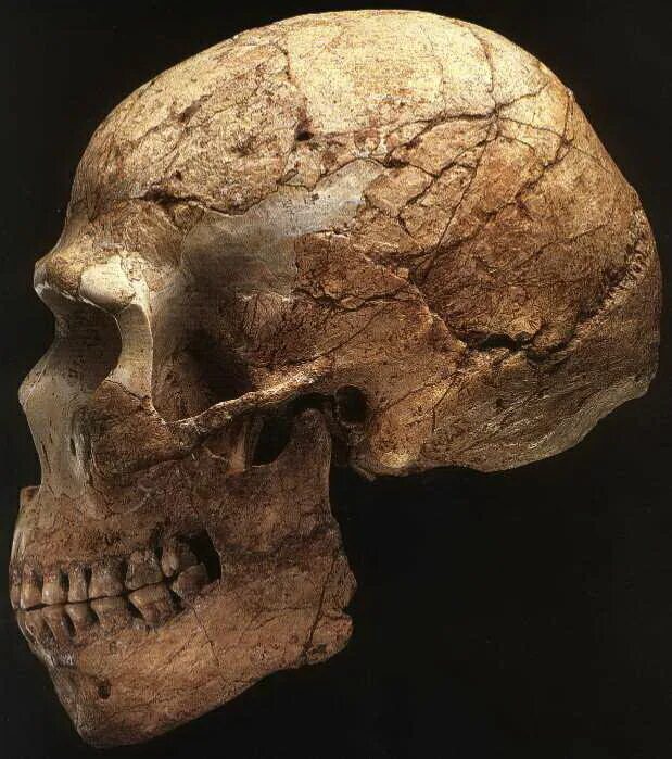 Неандерталец (homo Neanderthalensis) череп. Палеоантроп( неандерталец) череп.